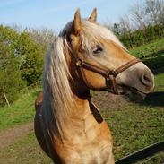 Haflinger Haflingegaarden neptoon