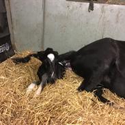 Hackney South sides equalizers Black beauty