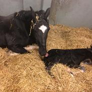 Hackney South sides equalizers Black beauty