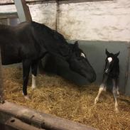 Hackney South sides equalizers Black beauty