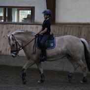 Fjordhest Langthjems lina