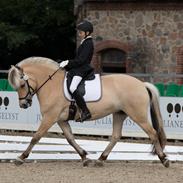 Fjordhest Langthjems lina