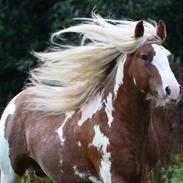 Irish Cob Nydal's Elliot