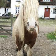 Irish Cob Nydal's Elliot