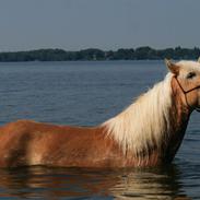 Tyroler Haflinger Waikato