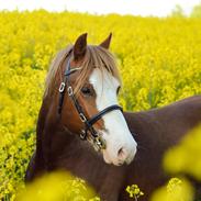 Welsh Pony af Cob-type (sec C) Noerrelide's Northern Light
