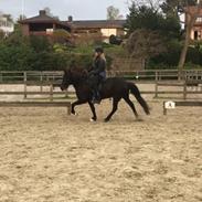 Islænder Kolka  fra Vinkærgård