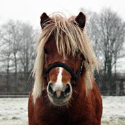 Anden særlig race Minnie