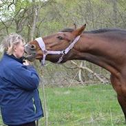 Dansk Varmblod Felicity