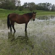 Dansk Varmblod Felicity