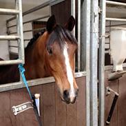 Tysk Sportspony Strandgaards charmeur