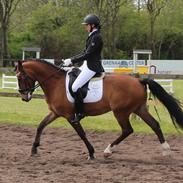 Tysk Sportspony Strandgaards charmeur