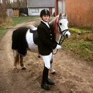 Welsh Pony (sec B) Kasper (Myandor)