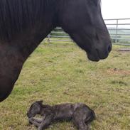 Islænder Mánakoss fra Amhøj