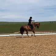 Anden særlig race Barichello's Antano