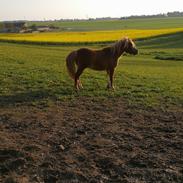 Shetlænder Udgaards Liam