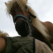 Shetlænder Udgaards Liam