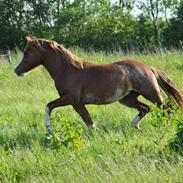 Welsh Pony af Cob-type (sec C) Noerrelide's Northern Light