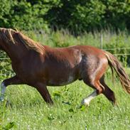 Welsh Pony af Cob-type (sec C) Noerrelide's Northern Light
