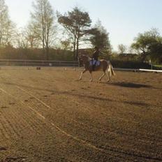 Anden særlig race Kronborggårdens Condolezza<3