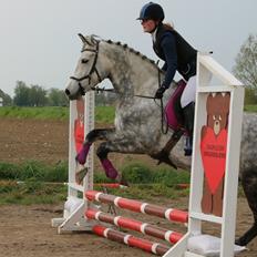 Anden særlig race • KASMIR  • 