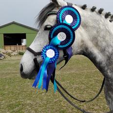Anden særlig race • KASMIR  • 