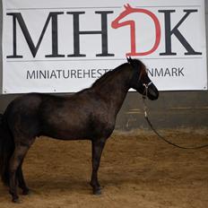 Amerikansk Miniature Godts Magic Diamond In The Sky