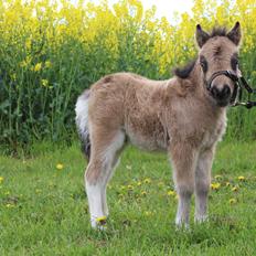 Shetlænder Veldt's Walando