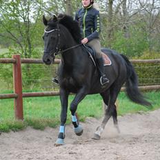 Anden særlig race Kashmir