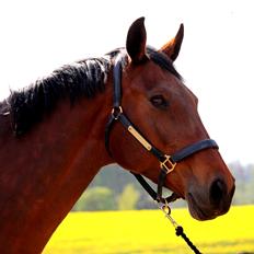 Tysk Oldenburger Simenon Bastbjerg