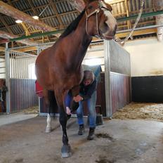 Dansk Varmblod Tabasco