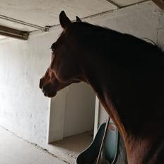 Dansk Varmblod Tabasco