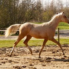 Palomino Hedegaards chrispy hit
