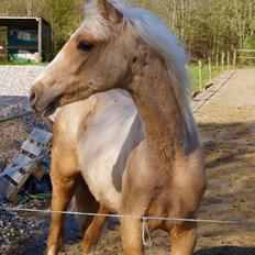 Palomino Hedegaards chrispy hit