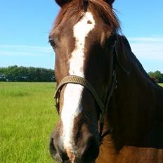 Anden særlig race Butterhills Mistry Malou