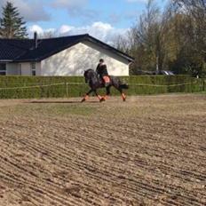 Frieser Nammen Fan'e Vesta Hoeve *SPORT*