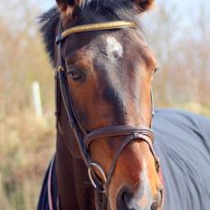 Norsk Varmblod  Brilliant VVV