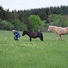 Shetlænder Lucky Of Nobility