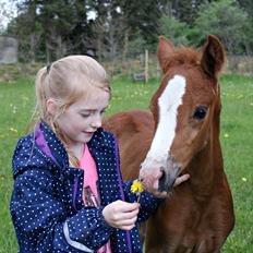 DSP L'or Déguisé Nobility