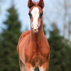 DSP Don Santino Nobility