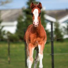 DSP Don Santino Nobility