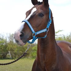 Westfaler Fleaubert von Florencio