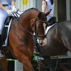 Westfaler Fleaubert von Florencio