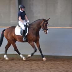 Westfaler Fleaubert von Florencio