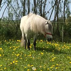 Welsh Mountain (sec A) Team J Nielsen's Felix