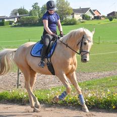 Palomino Golden Fashion *Elsket og Savnet" 