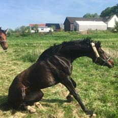 Dansk Varmblod Holtegårdens penny lane