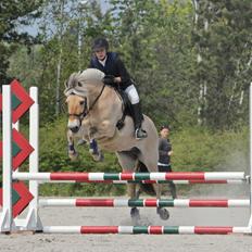 Fjordhest Flicka Fredensdal