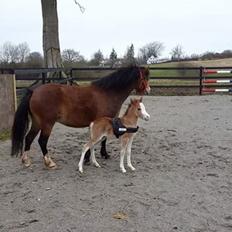 Welsh Mountain (sec A) Padesølund's Just Belle  SOLGT