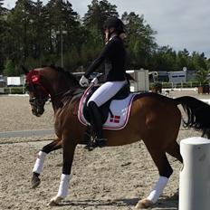 Hollandsk Sportspony Xantal-Jr. A / FEI-pony 